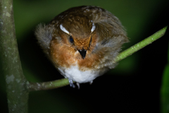 Conopophaga castaneiceps