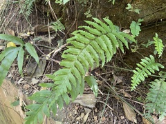Diplazium wichurae