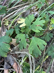 Aquilegia longissima
