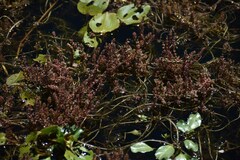 Myriophyllum verrucosum