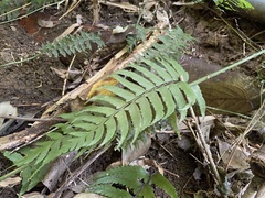 Diplazium wichurae