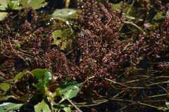 Myriophyllum verrucosum