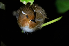 Conopophaga castaneiceps