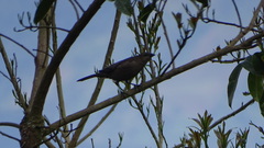 Molothrus bonariensis