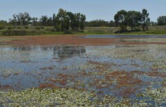 Myriophyllum verrucosum