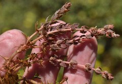 Myriophyllum verrucosum