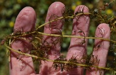 Myriophyllum verrucosum