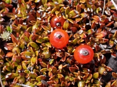 Coprosma niphophila