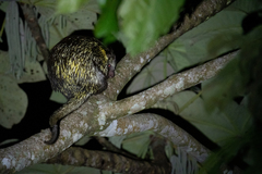 Coendou bicolor