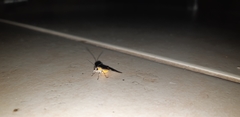 Dysauxes famula