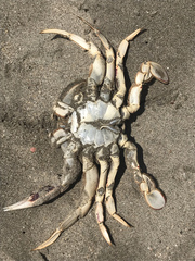 Ovalipes trimaculatus