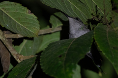 Elliotomyia viridicauda