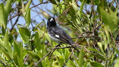 Sporophila luctuosa