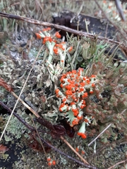 Cladonia floerkeana