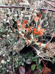 Cladonia floerkeana