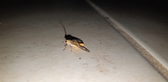 Dysauxes famula