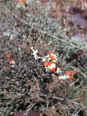 Cladonia floerkeana