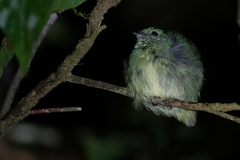 Lepidothrix coeruleocapilla