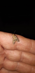 Dysauxes famula