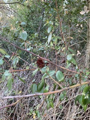 Asphondylia ceanothi