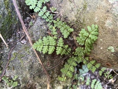 Cheilanthes chusana