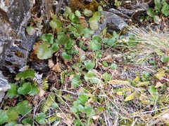 Geum cockaynei