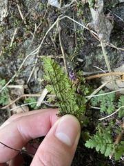 Cheilanthes chusana