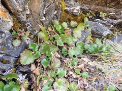 Geum cockaynei