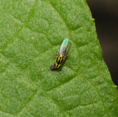 Thaumatomyia glabra