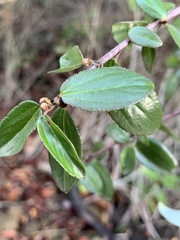 Ceanothus oliganthus sorediatus