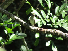 Empidonax hammondii