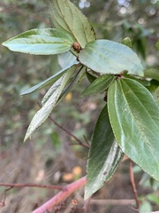 Ceanothus oliganthus sorediatus