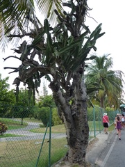 Dendrocereus nudiflorus