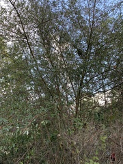 Ceanothus oliganthus sorediatus