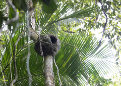 Polybia occidentalis