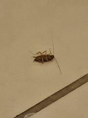 Ectobius vittiventris