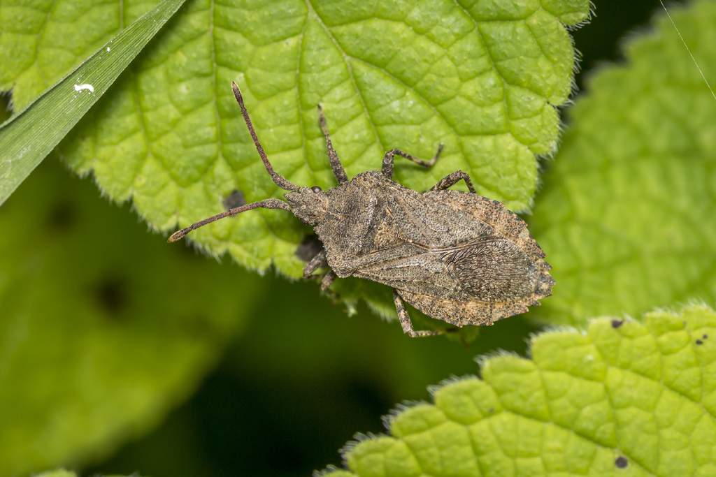 Villasitocoris