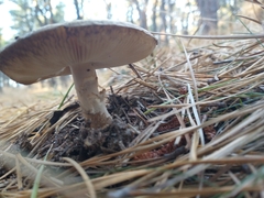 Amanita porphyria