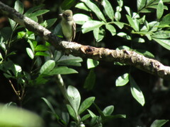 Empidonax hammondii