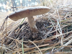 Amanita porphyria