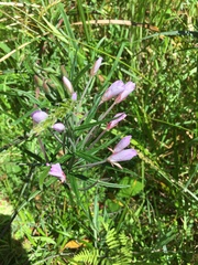 Epilobium pallidiflorum