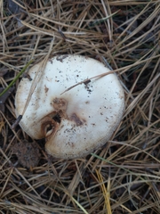 Amanita porphyria