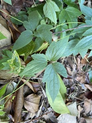 Clematis leschenaultiana