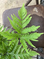 Doryopteris