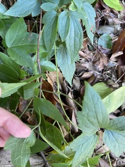 Clematis leschenaultiana