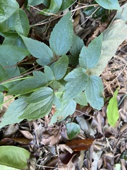 Clematis leschenaultiana
