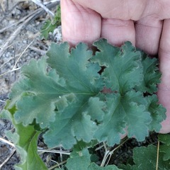 Phacelia pedicellata