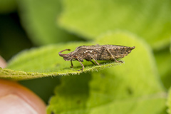 Villasitocoris inconspicuus