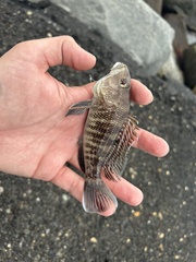 Centropristis striata