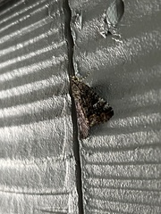 Eubolina impartialis